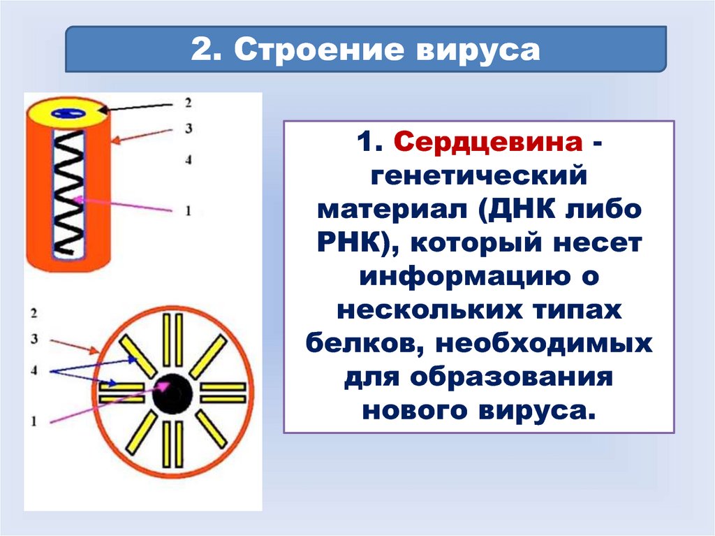 Сердцевина вируса