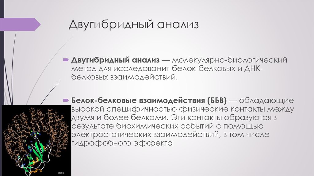 Молекулярный анализ. Двугибридный анализ. Двугибридная система. Исследования белок-белковых взаимодействий. Дрожжевой двугибридный анализ.