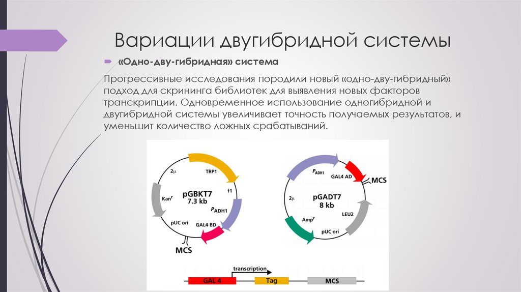 Вариационный анализ презентация