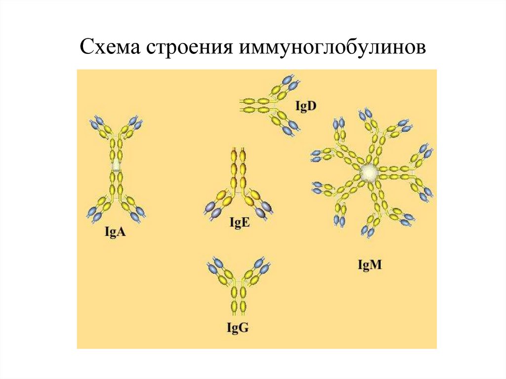 Схема строения иммуноглобулинов
