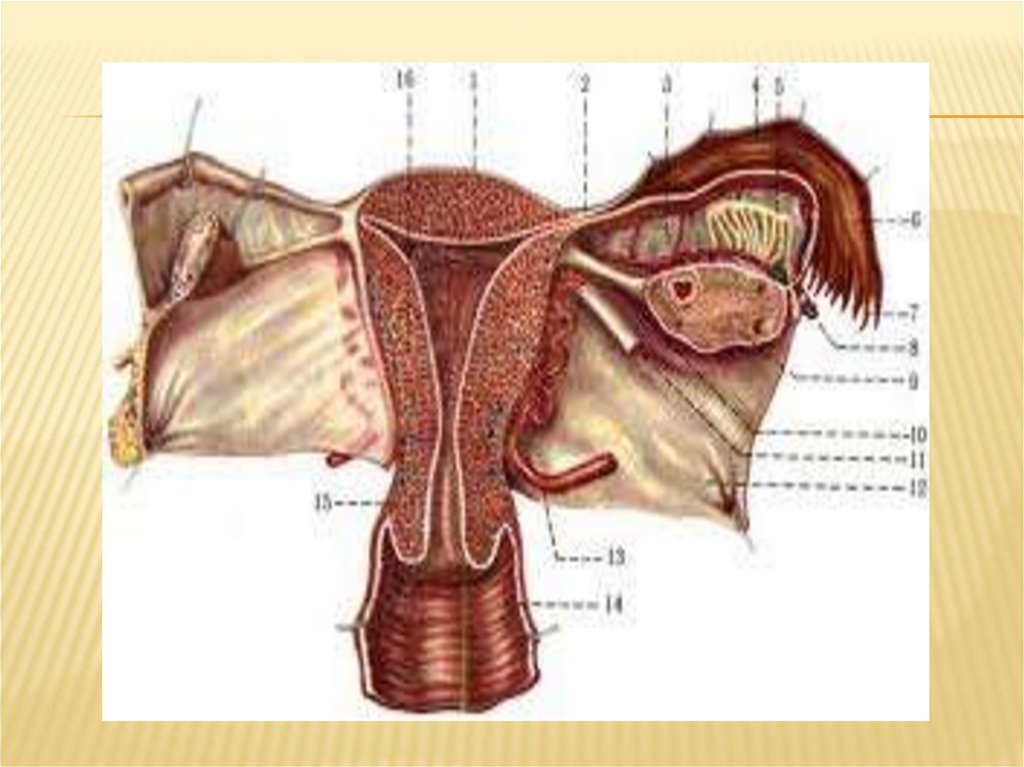 Ракушка форма женского органа. Женский половой орган. Женские половые органы фото. Внешние половые органы женщины. Женский половой орган крупным планом.