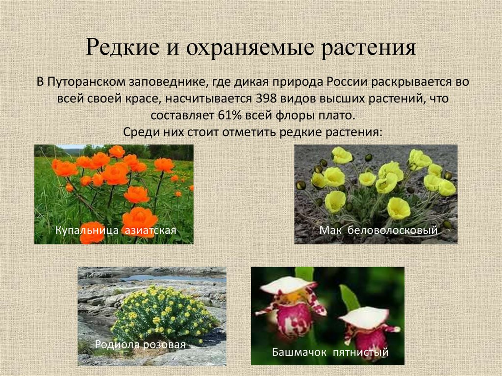 Охраняемые растения россии сообщение