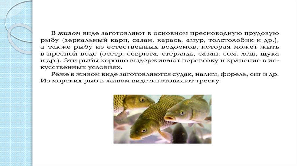 Рыба живи живи текст