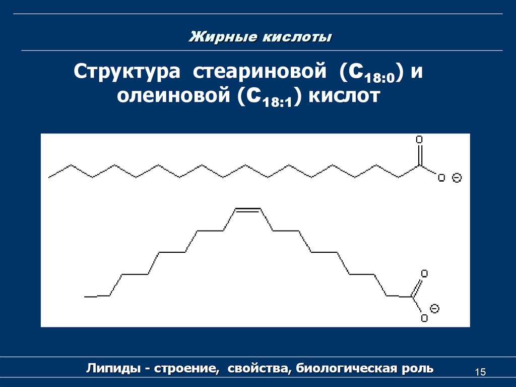 Олеиновая и стеариновая кислота формулы. Структура жирных кислот. Стеариновая кислота строение. Жирные кислоты строение и биологическая роль. Строение олеиновой кислоты.
