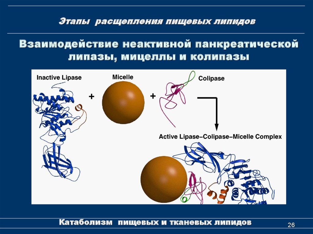 Расщепление липидов где. Расщепление липидов. Этапы расщепления. Первый этап расщепление липидов. Заключительная стадия расщепления липидов.