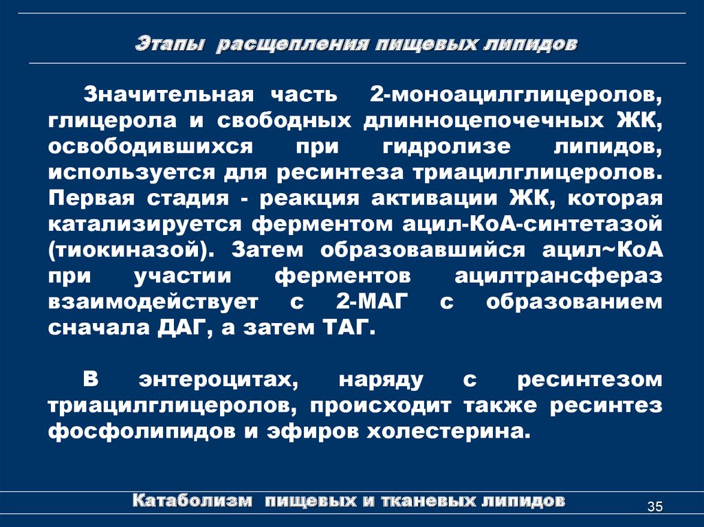 Образование сначала. Расщепление липидов. Этапы расщепления. 1 Этап расщепления липидов. Заключительная стадия расщепления липидов.