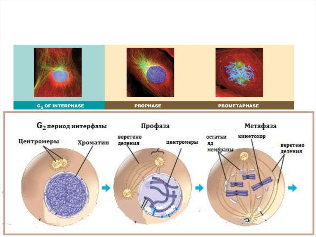 Этапа клетка. Веретено деления интерфаза. L Interphase. Histones Interphase. Picture of Interphase.