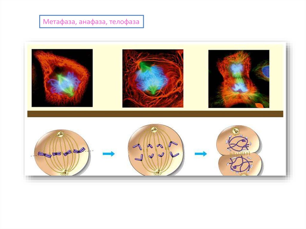 Деление клетки анафаза. Анафаза телофаза. Метафаза и телофаза. Метафаза анафаза. Метафаза анафаза телофаза анафаза.
