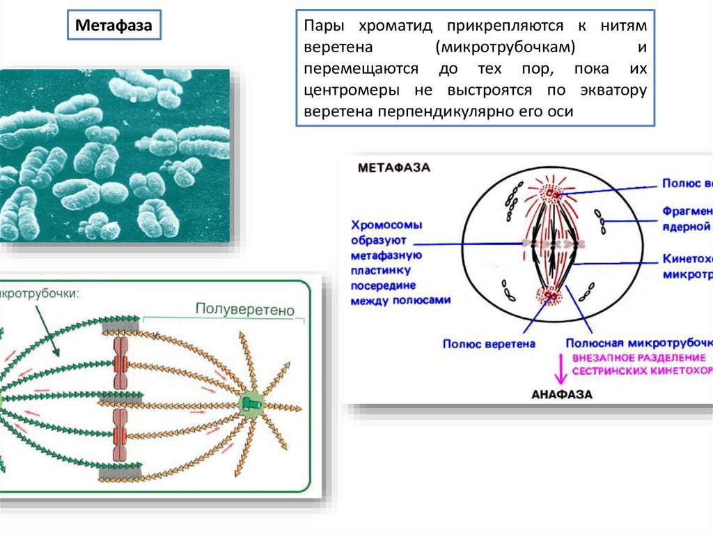 Деление клетки образование веретена деления