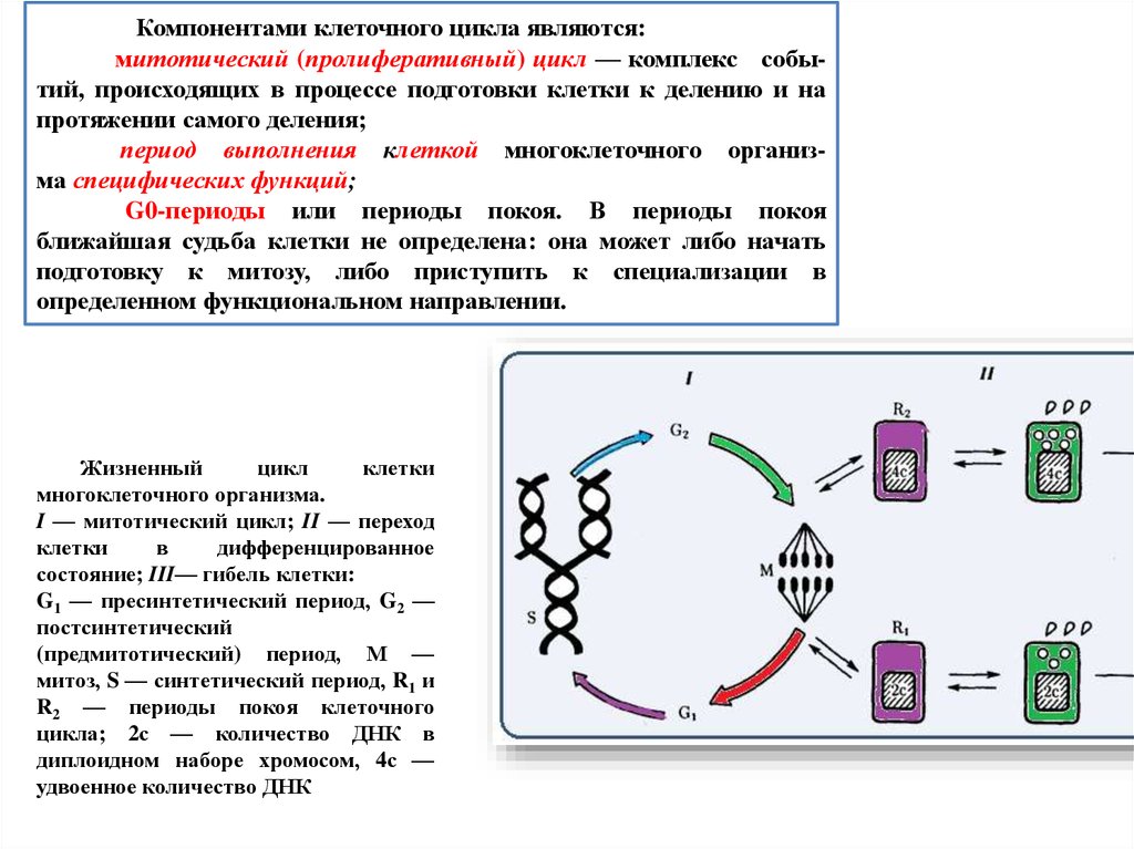 Схема митотического цикла