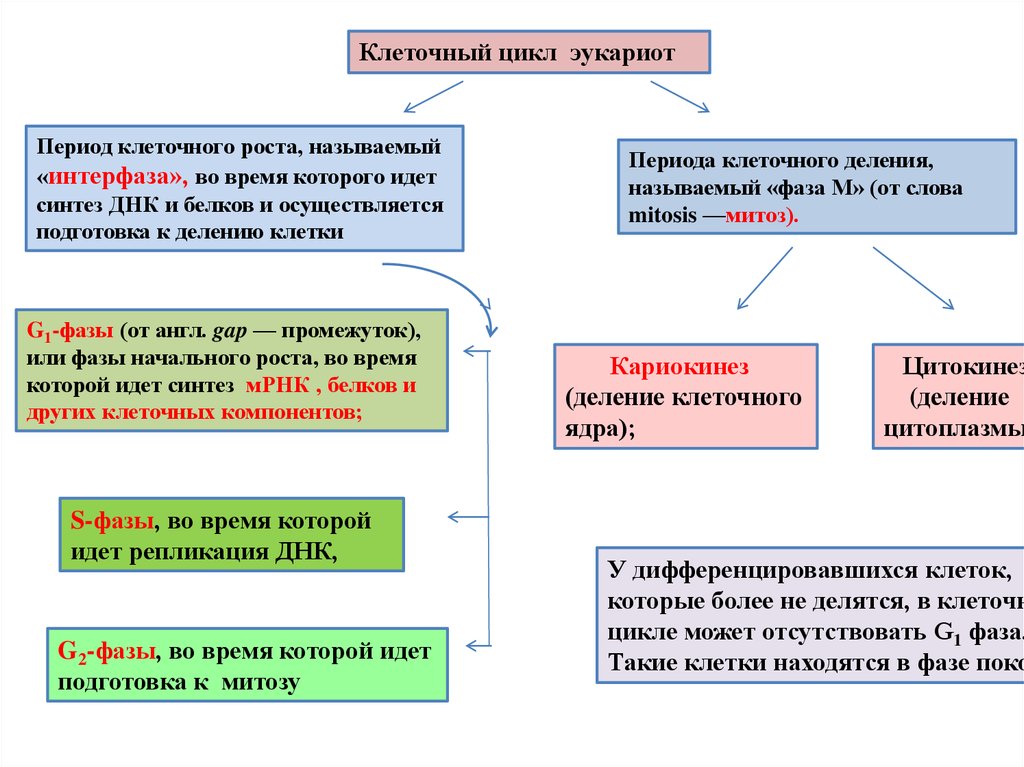 Периоды клетки. Клеточный цикл эукариот. Период клеточного роста. Клеточный цикл эукариот интерфаза. Как осуществляется подготовка клетки к делению.