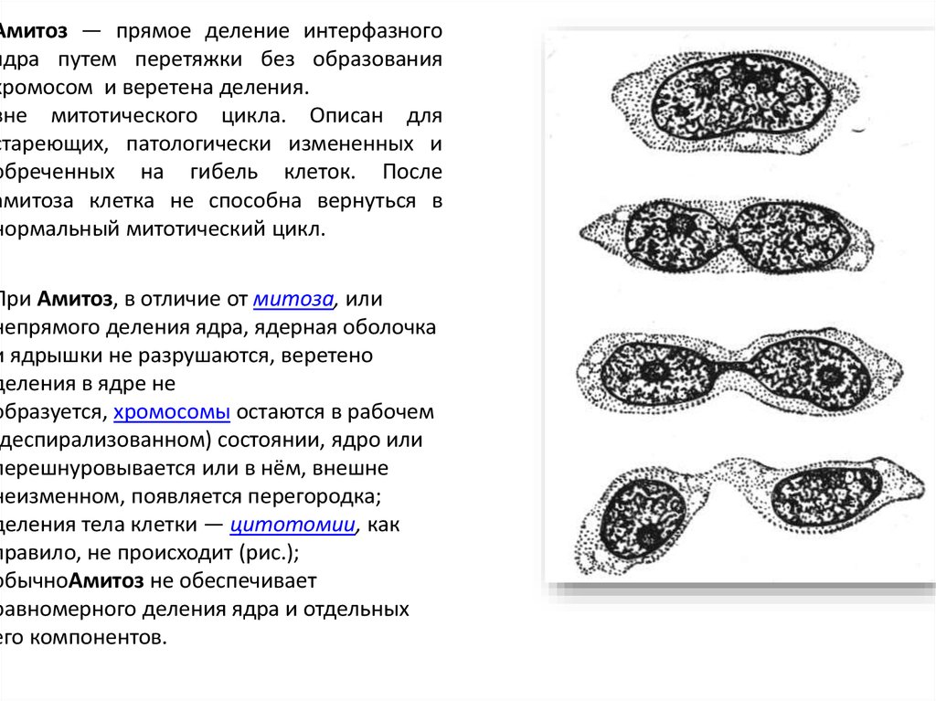 Пименов митоз презентация