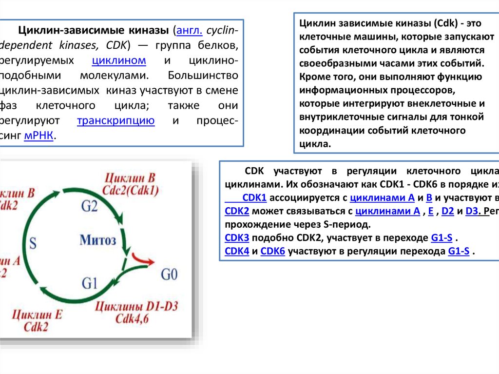 Цикл 4 2 1. Циклин киназы 1.2.4.6 функции. 2. Циклины и циклин-зависимые киназы в регуляции клеточного цикла. Клеточный цикл циклин и CDK. Роль циклинов и циклинзависимых киназ в регуляции клеточного цикла.