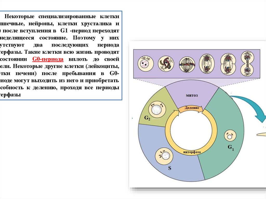 Клеточный цикл презентация