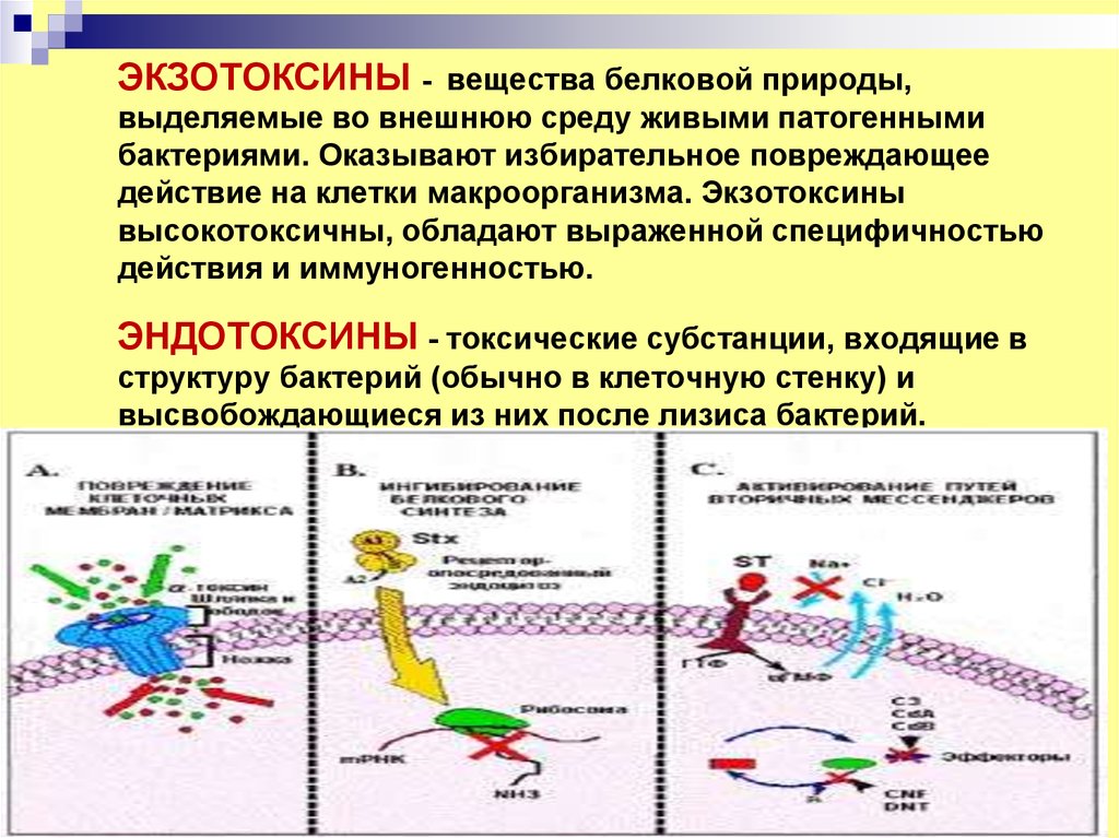 Экзотоксины и эндотоксины. Бактерии продуцирующие экзотоксины. Экзотоксины микробиология. Бактериальные токсины Эндо и экзотоксины. Микроорганизмы, вырабатывающие экзотоксины.