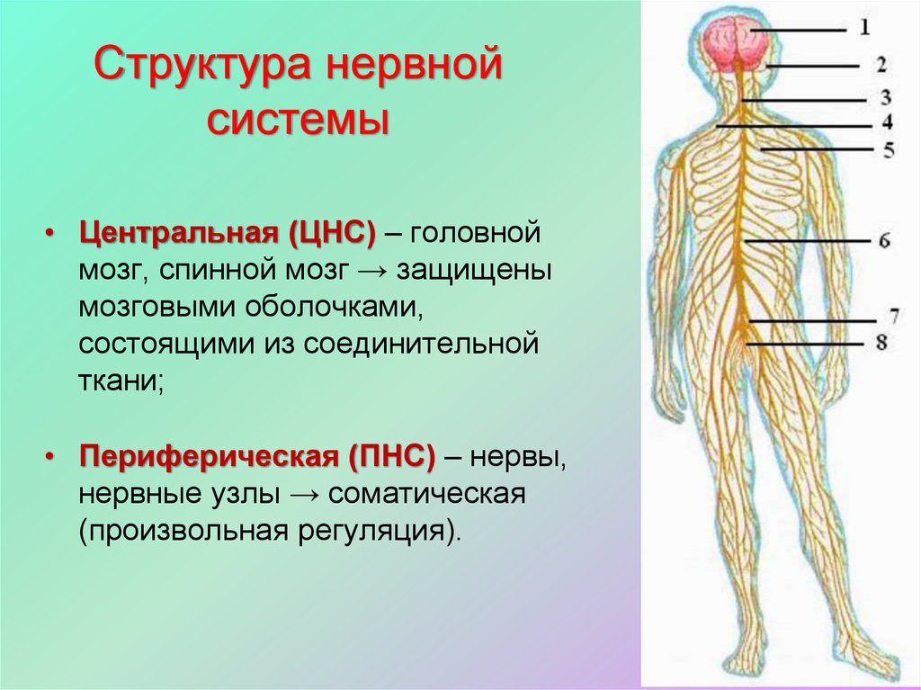 Органы входящие в центральную нервную систему. Центральная и периферическая нервная система анатомия. Периферическая нервная система анатомия строение. Периферическая нервная система анатомия и физиология человека. Строение нераной система.