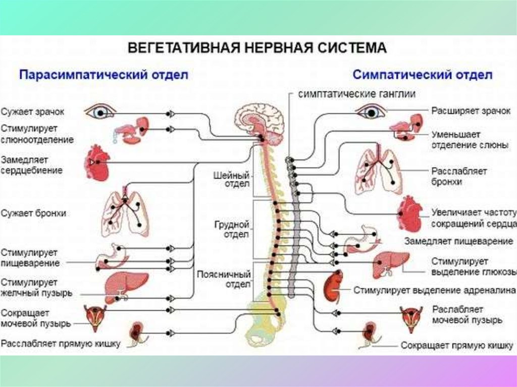 Рисунки по неврологии