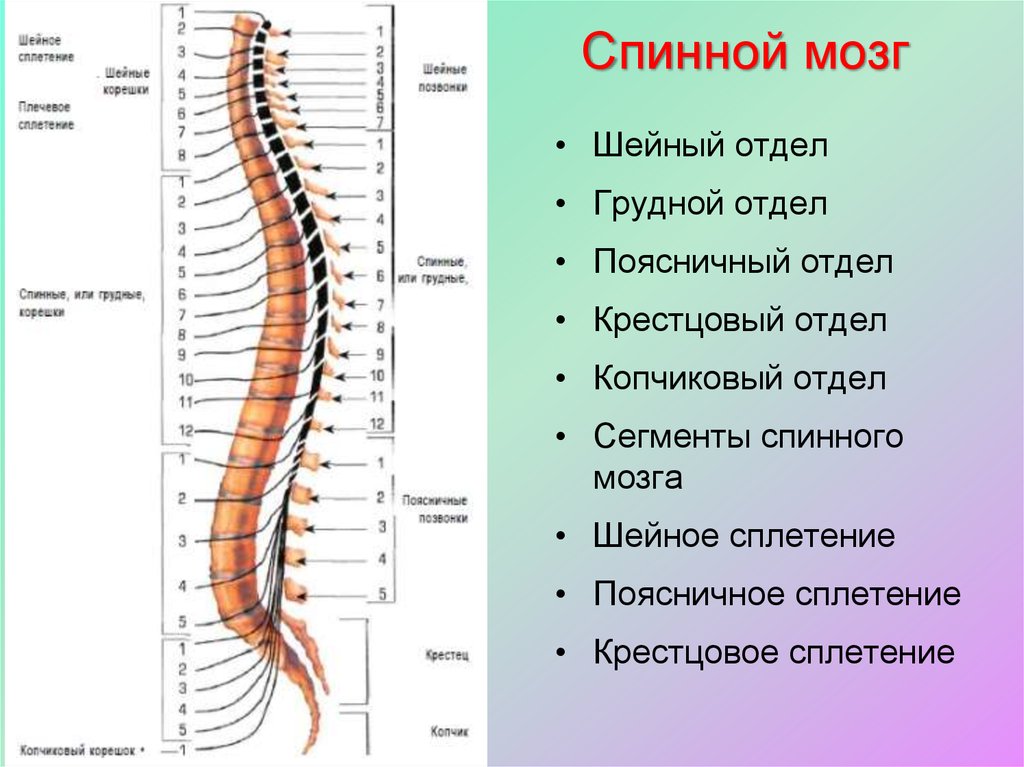 Спинной мозг неврология презентация