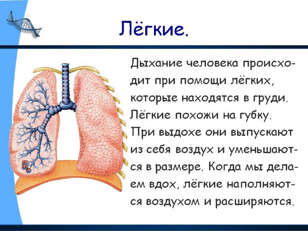 Презентация строение легких