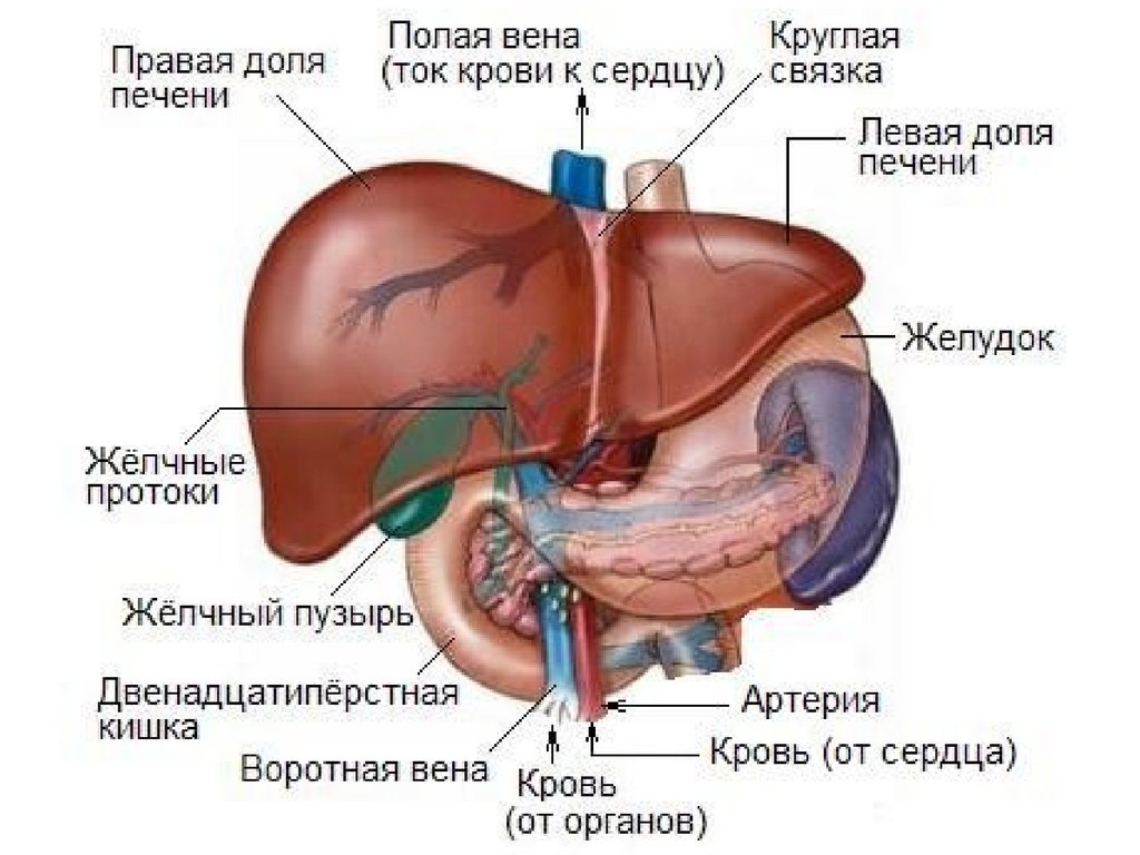 Сердце желчный пузырь. Топография печени и желчного пузыря. Печень и желчный пузырь анатомия. Синтопия печени анатомия. Топография печени скелетотопия.