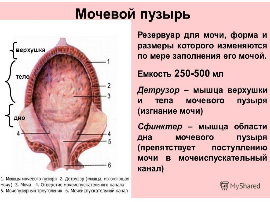 Задняя поверхность мочевого пузыря у мужчин прилежит. Анатомия мочевого пузыря дно верхушка. Мочевой пузырь анатомия верхушка тело дно. Мочевой пузырь дно верхушка. Верхушка мочевого пузыря анатомия.