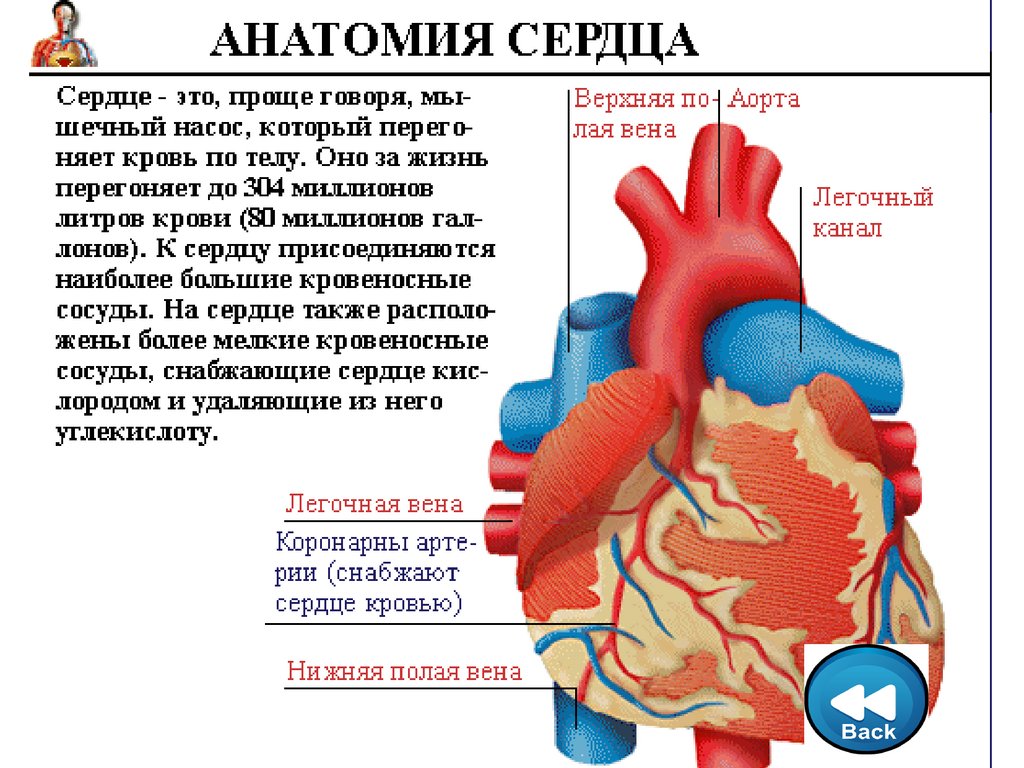 Спортивное сердце презентация