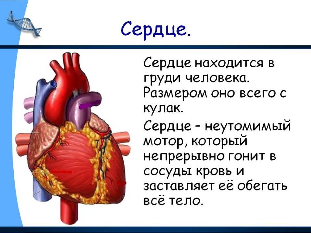 Презентация на тему строение сердца работа сердца