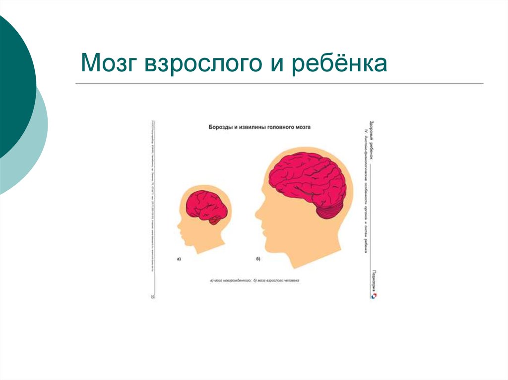 Мозг новорожденного масса. Мозг ребенка и взрослого. Головной мозг ребенка и взрослого. Головной мозг ребенка. Мозг ребенка и мозг взрослого.