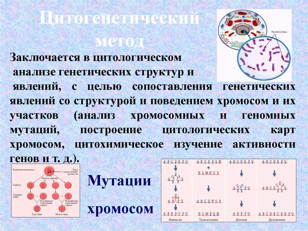 Методы изучения наследственности человека. Цитогенетический метод генетического анализа человека. Цитологический метод изучения наследственности. Цитогенетический метод метод метод изучения наследственности. Цитогенетический метод исследования наследственности человека.