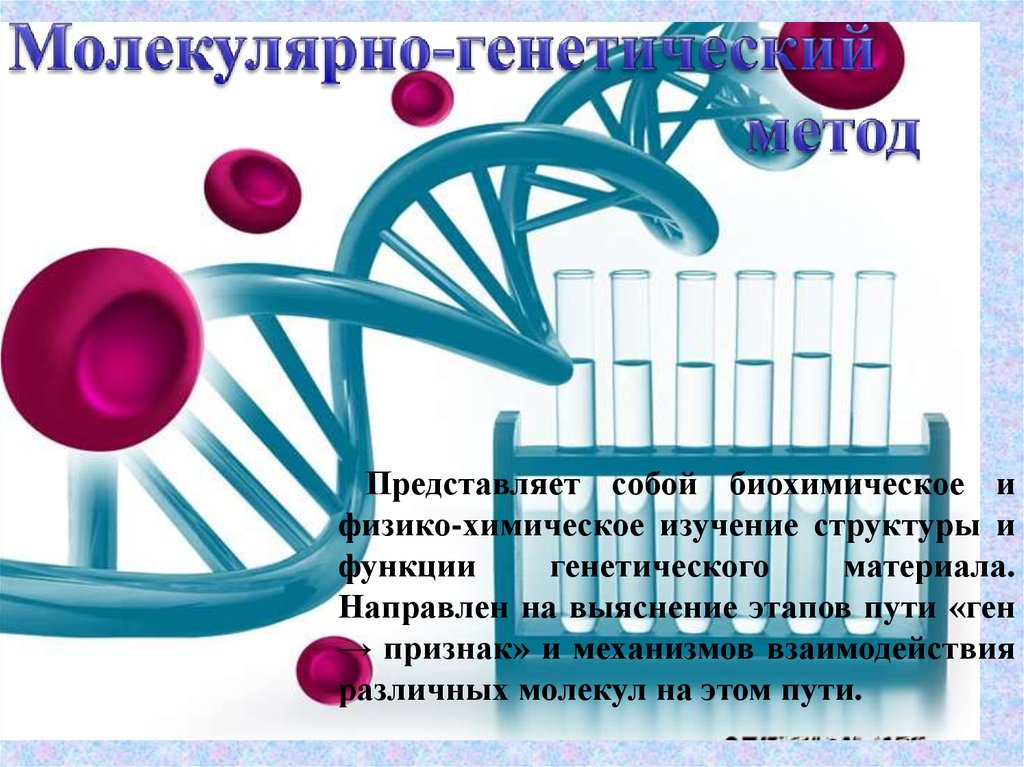 Методы изучения наследственности человека презентация 10 класс