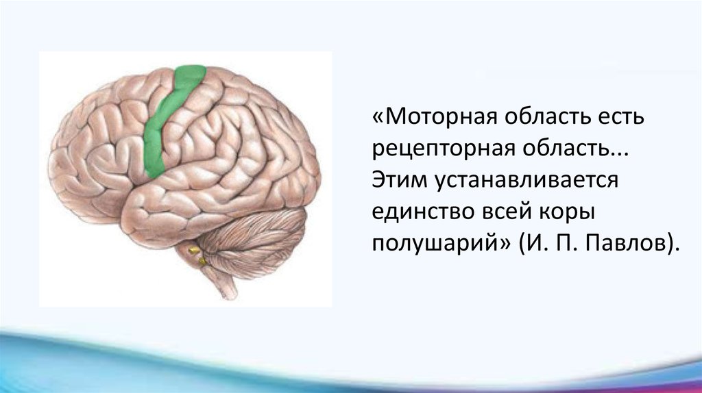 Учение об анализаторах разработано