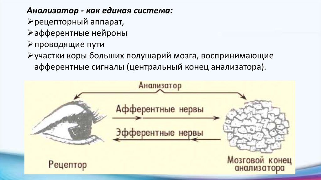 Учение об анализаторах разработано