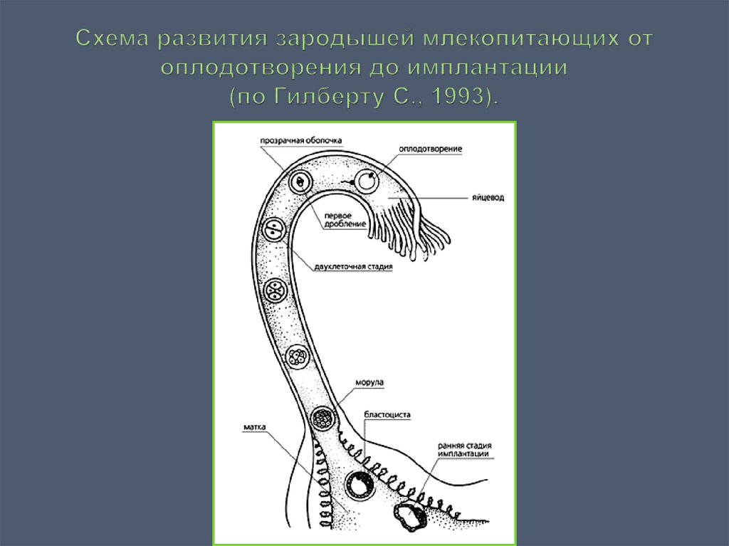 Зародыш млекопитающего схема