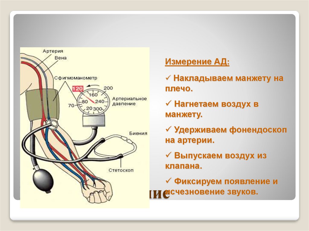 Движение крови по сосудам. Движение крови по сосудам регуляция кровоснабжения. Движение крови по сосудам 8 класс биология. Движение крови по сосудам кровяное давление.