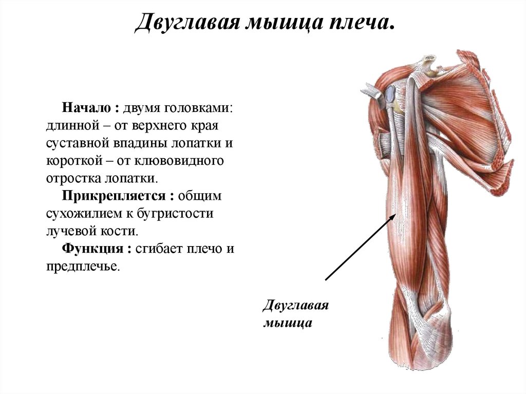 Повреждения плечевого пояса презентация