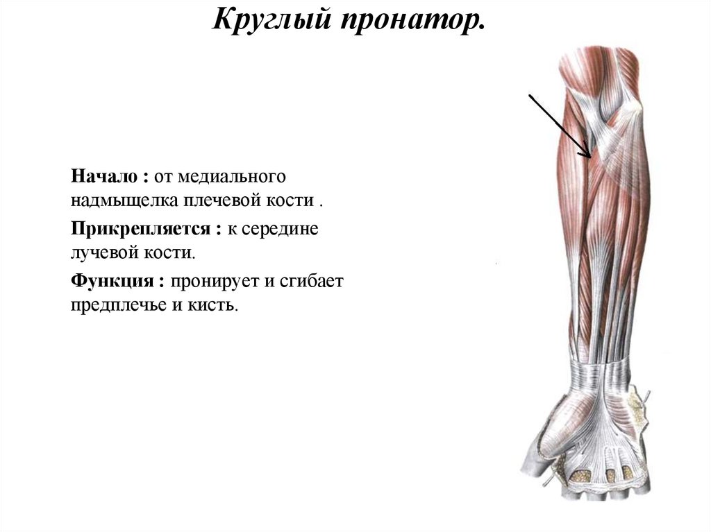 Почему предплечья. Плечелучевая мышца предплечья. Функция плечелучевой мышцы предплечья. Мышцы сгибатели предплечья. Плечелучевая мышца начало прикрепление функции.