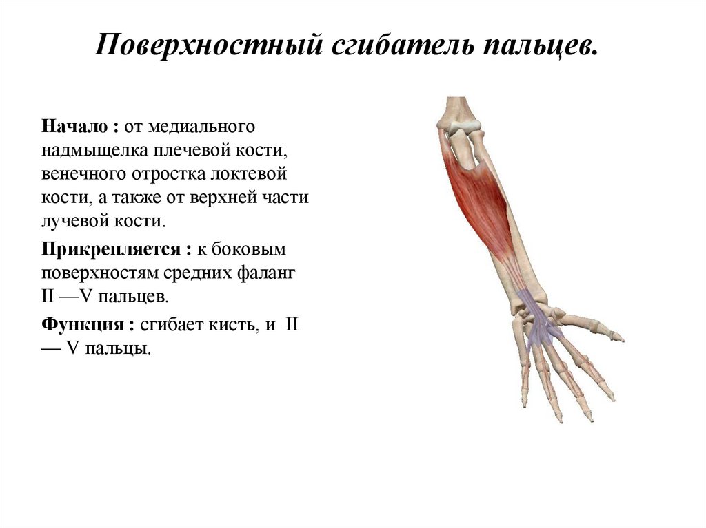 Сгибатели кисти. Общий поверхностный сгибатель пальцев. Сгибатели кисти и пальцев мышца функции. Мышцы сгибатели пальцев кисти. Глубокий сгибатель 1 пальца кисти.