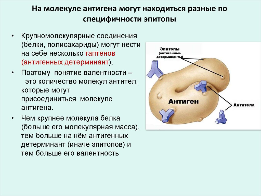 Презентация антигенов иммунология