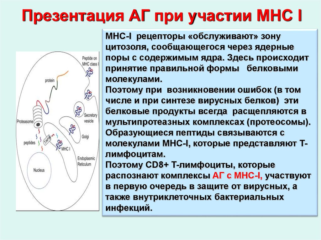 Курсы иммунология. Наглядная иммунология. Кросс презентация антигена. Механизм перекрестной презентации антиген.