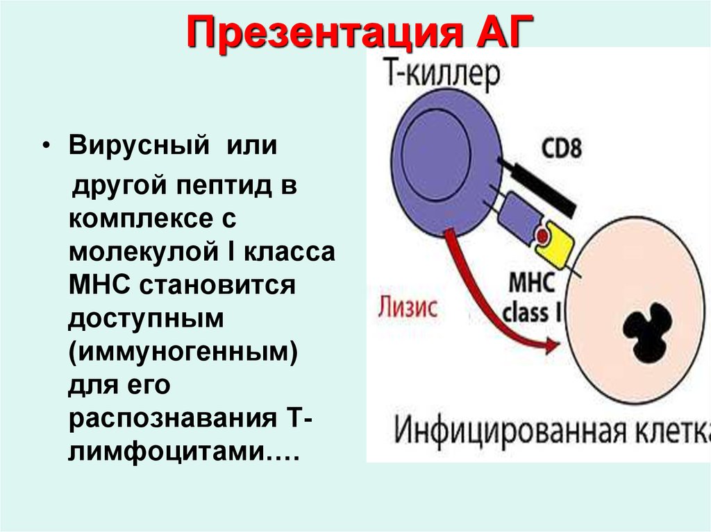 Презентация антигена т лимфоцитам