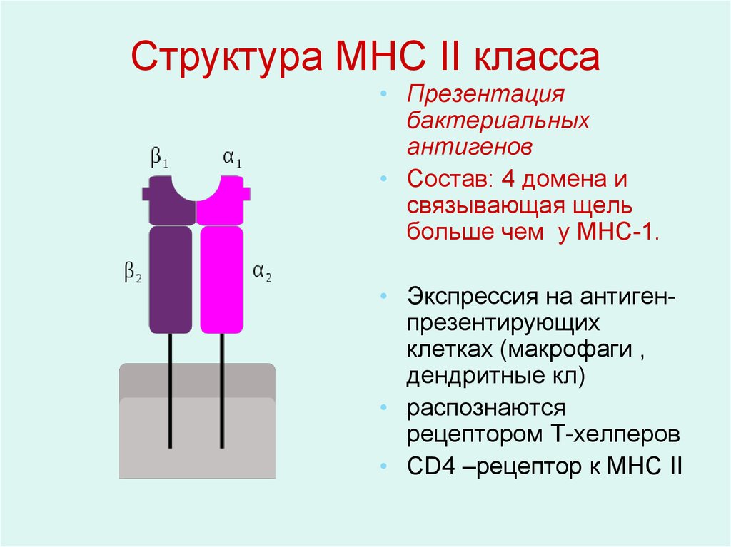 Презентация класса структура. Структура МНС 2 иммунология. МНС 1 И 2 класса молекулы строение и функции. МНС 2 класса иммунология строение. Строение молекулы МНС 1 класса.