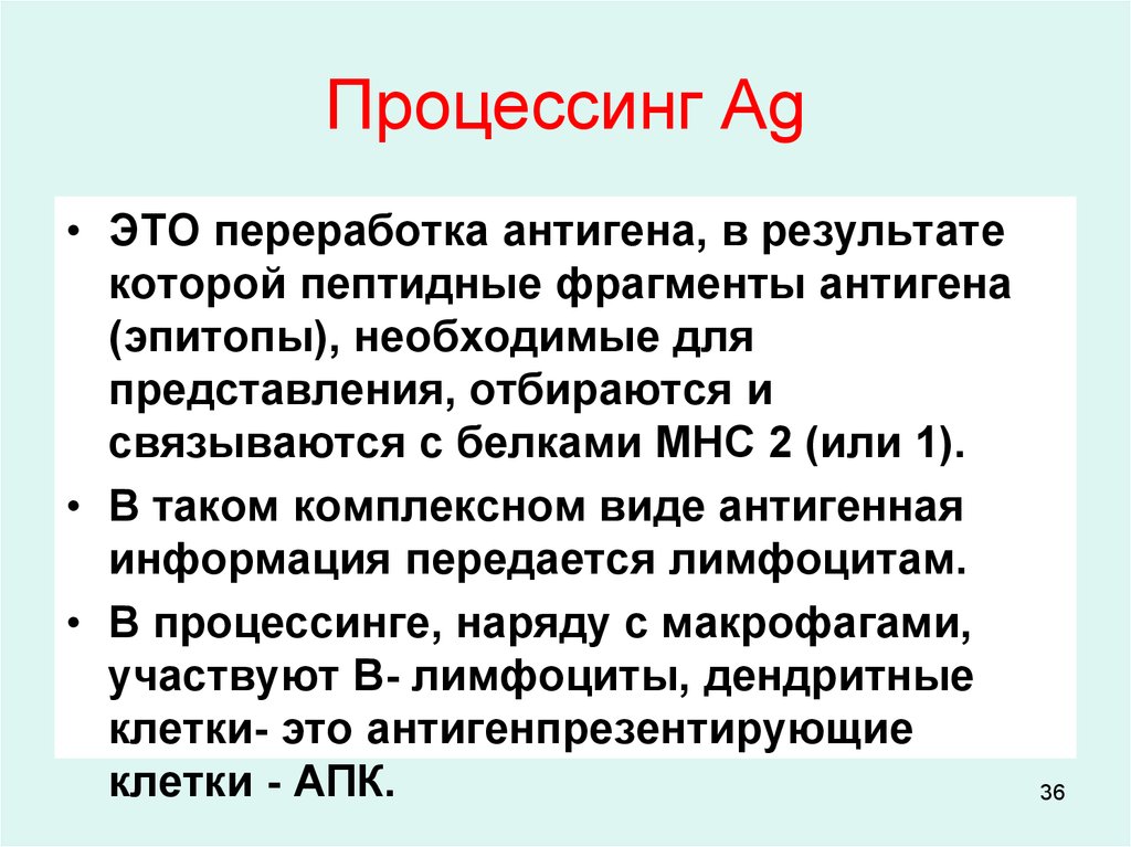 Механизм процессинга и презентации экзогенных и эндогенных антигенов