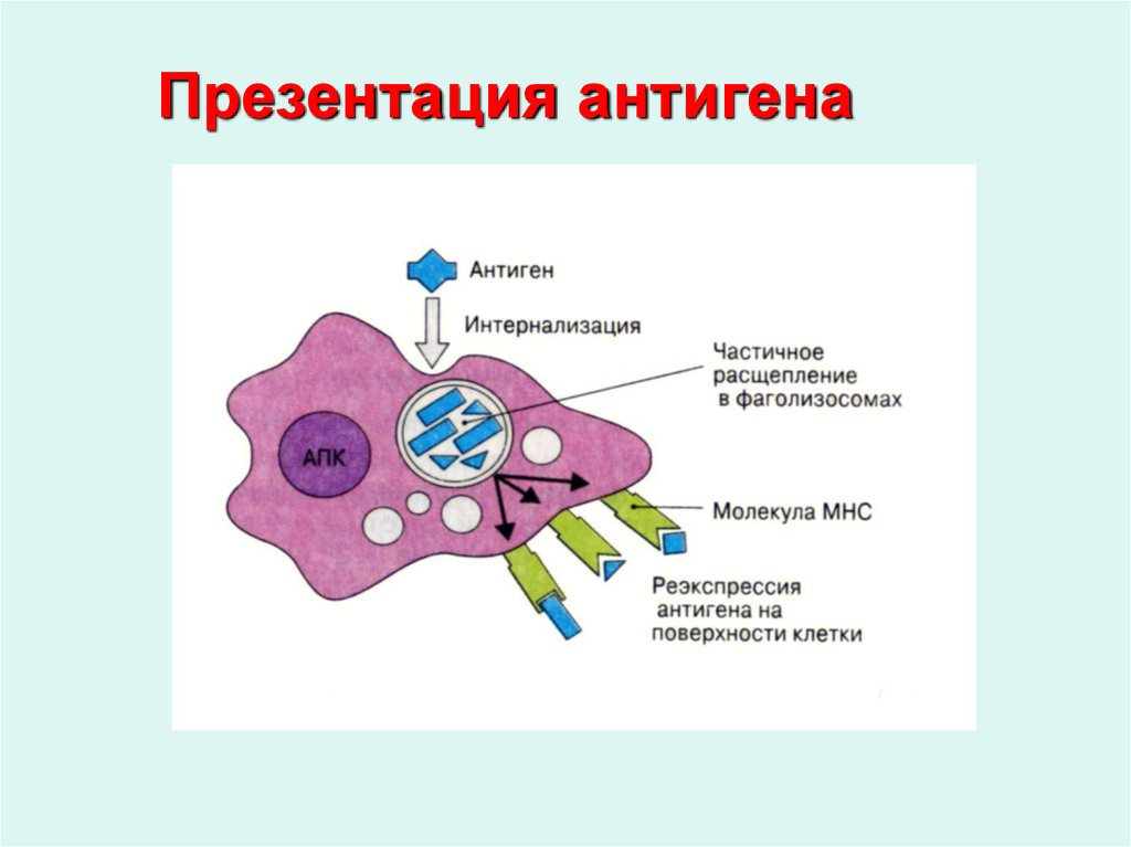 Презентация антигенов иммунология