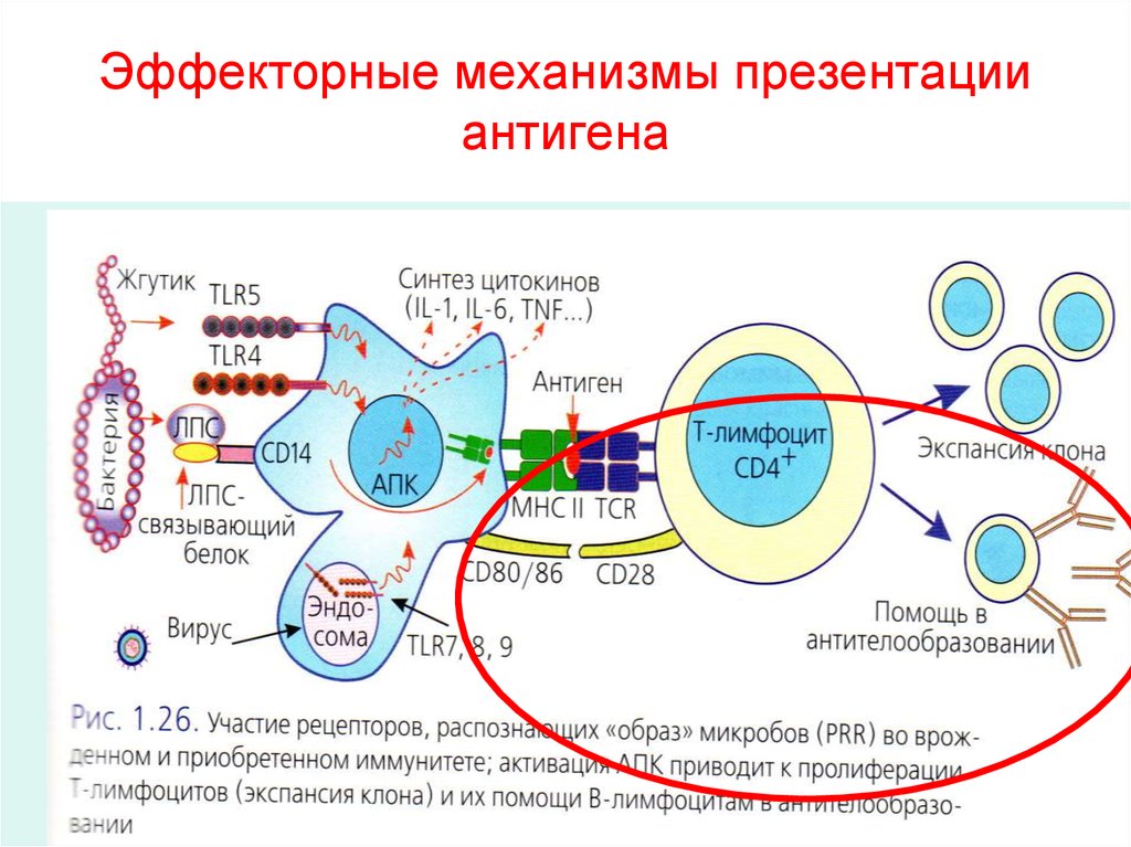 Механизм процессинга и презентации экзогенных и эндогенных антигенов