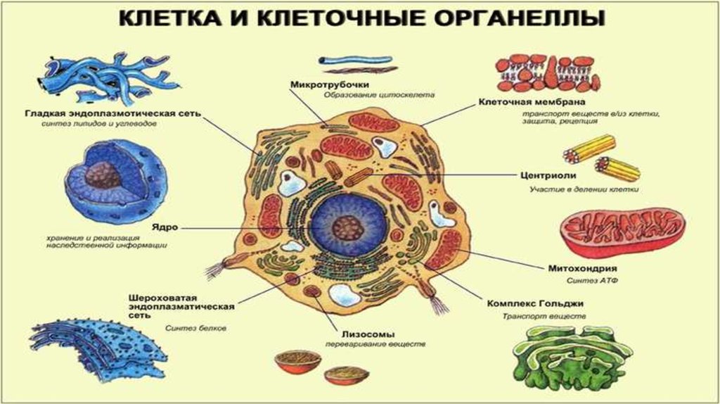 Укажите название клеточного органоида представленного на рисунке