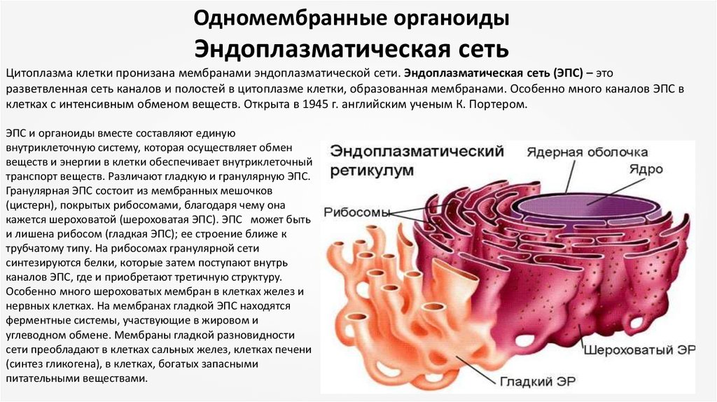 Изображенный на рисунке органоид образуется из мембран эпс мембраны этого органоида способны