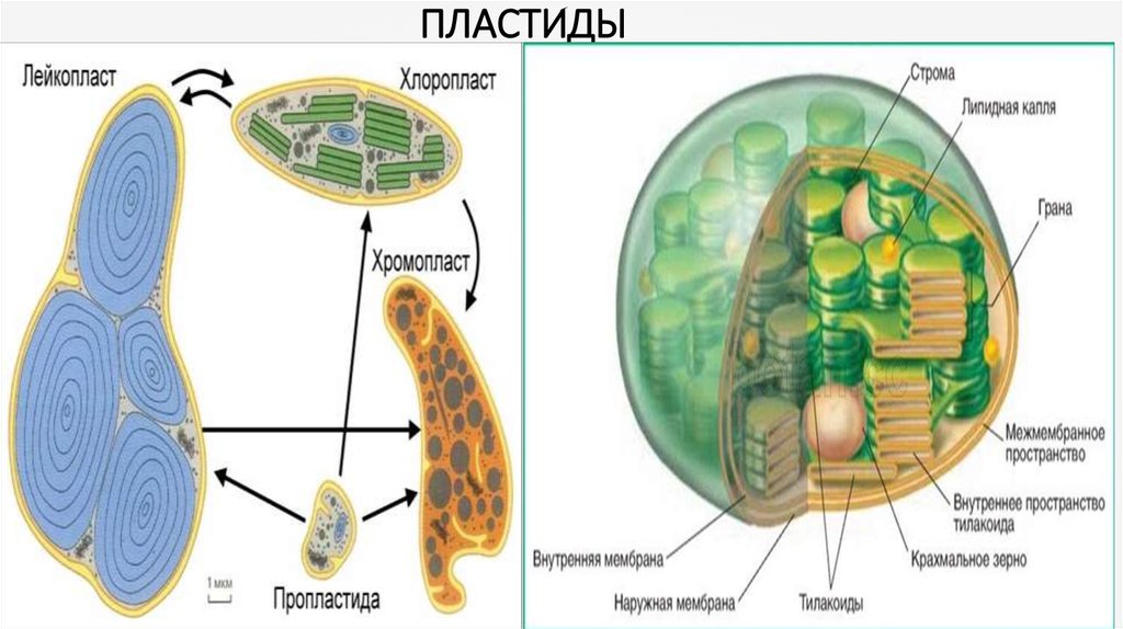 Клеточные пластиды. Пластиды лейкопласты строение. Пластиьы хлоропласт лейкопласт. Пластиды хлоропласты хромопласты лейкопласты строение. Строение клетки пластиды.