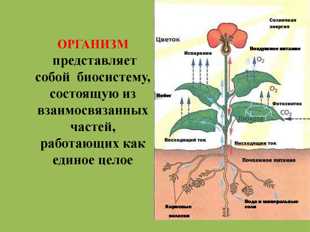 Тела растений имеет строение. Организм единое целое. Организм как единое целое 6 класс биология. Доклад на тему организм единое целое. Организм как единое целое 10 класс биология.