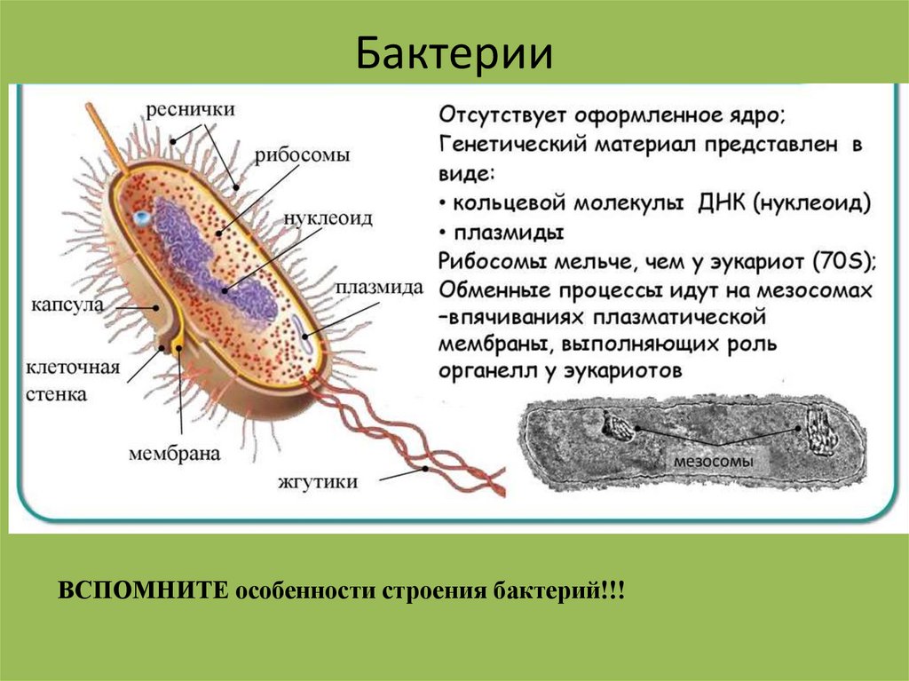 Бактерии 2 класс презентация