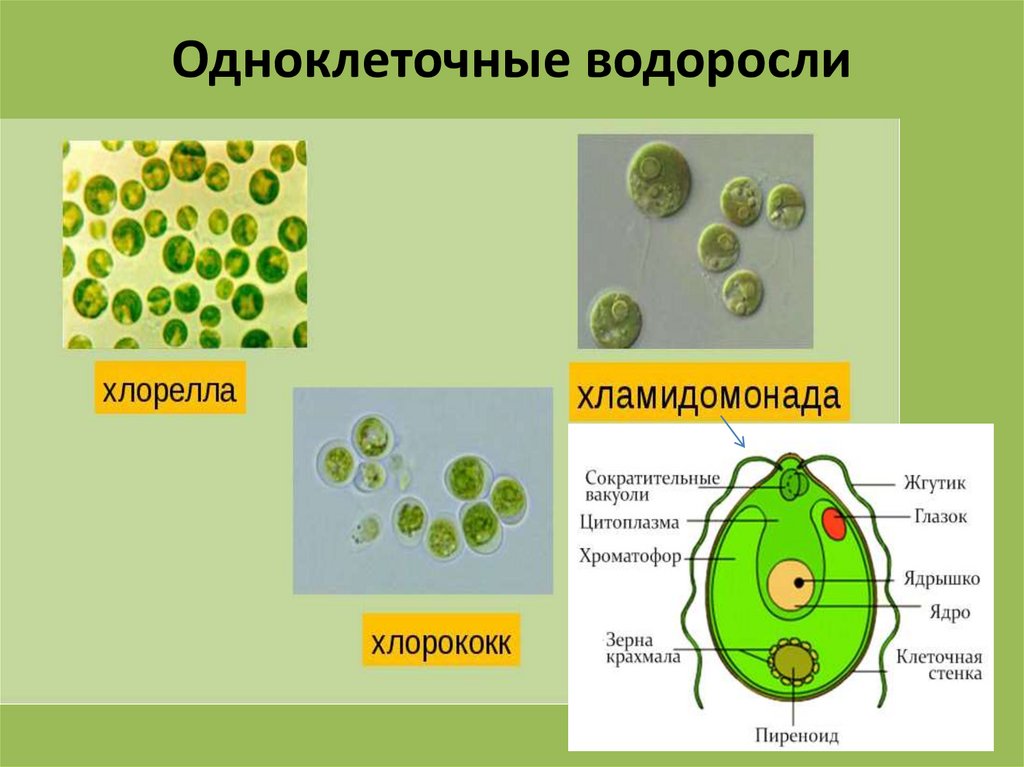 Многоклеточные водоросли состоят из большого числа